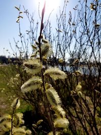 Low angle view of plant on field against sky