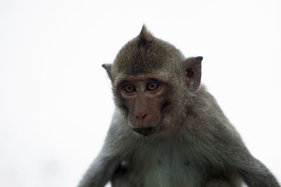 Close-up of monkey against white background