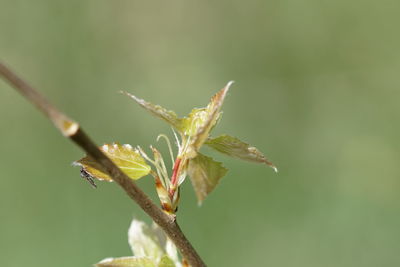 Close-up of plant