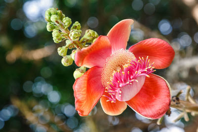 Close-up of red flower outdoors