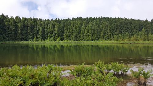 Scenic view of lake and trees in forest against sky