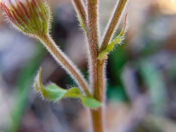 Close-up of succulent plant