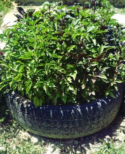 Close-up of green plants in garden