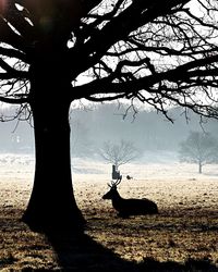 Silhouette tree on field against sky