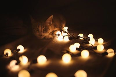 Cat by illuminated light painting