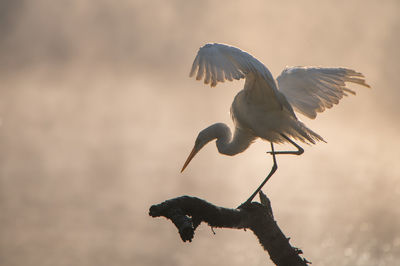 Bird flying