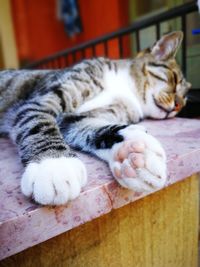 Close-up of a cat sleeping