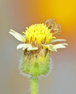 Close-up of insect on yellow flower