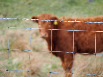 Close-up of fence with cow in background