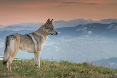 The wolf watches the sunset