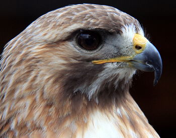 Closeup of hawk facing right dark background