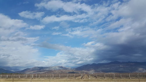 Vineyard and mountains against cloudy sky