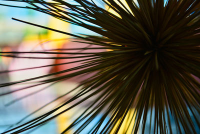 Close-up of palm leaf