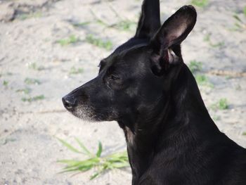 Close-up of a dog looking away