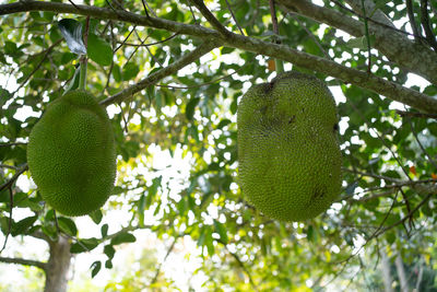 Low angle view of fruits hanging on tree