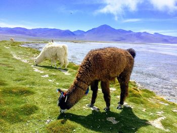 View of a sheep on field