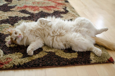 Large orange and white cat rolling over