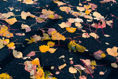 Maple leaves in autumn