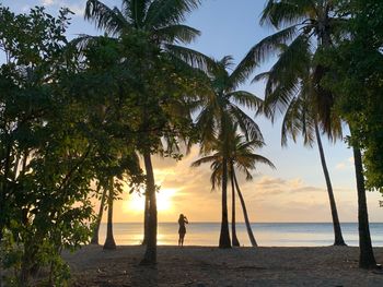 Scenic view of palm trees at beach during sunset