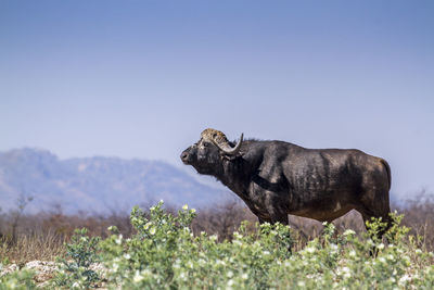 African buffalo standing against clear sky at national park