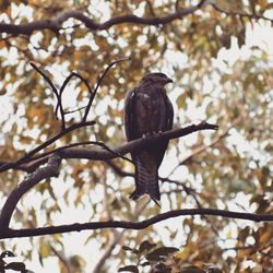 Low angle view of bird on branch