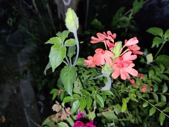 High angle view of pink flowering plant