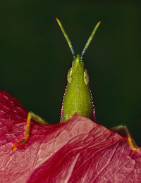 Close-up of insect on red flower