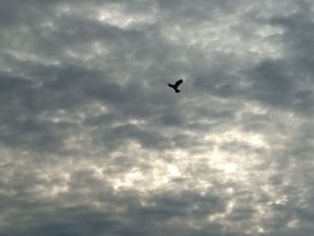 Low angle view of bird flying in sky