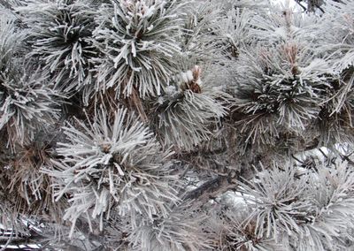 High angle view of frozen plants