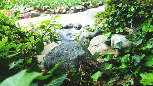 Plants growing in water