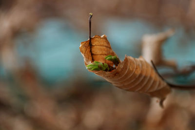 Close-up of leaf on twig