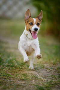 Dog running in a field