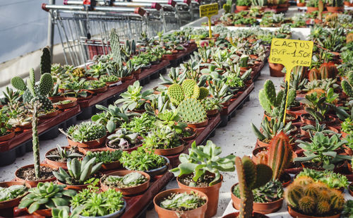 High angle view of potted plants in market