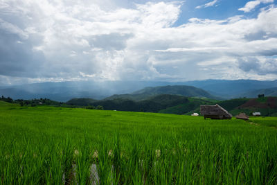 Scenic view of agricultural field against sky