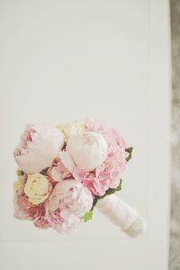 Close-up of pink rose over white background