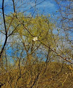Low angle view of bird on branch against sky