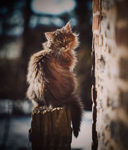 Portrait of a cat sitting on wood