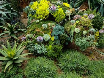 High angle view of flowering plants in garden