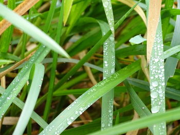 Close-up of wet grass during rainy season
