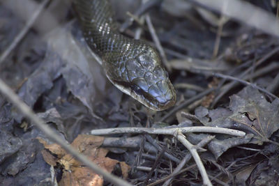 Close-up of lizard on land