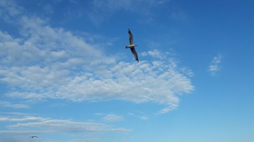 Low angle view of bird flying against sky