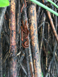 Close-up of rusty metal