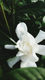 Close-up of white flower growing outdoors