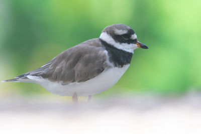 Close-up of bird perching