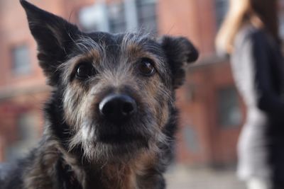 Close-up portrait of dog