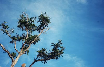 Low angle view of tree against sky