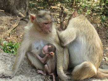 Close-up of monkey sitting on stone wall