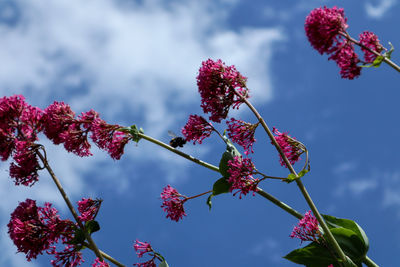 Low angle view of flowering plant against sky