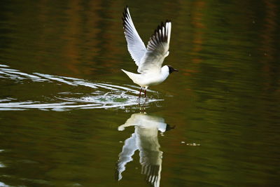 Close-up of bird flying over lake