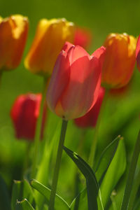 Close-up of red tulips on field